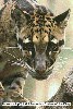 closeup on
head from front (38K jpg)