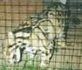 nibbling on grass, fuzzy(66K jpg)