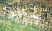pacing fence-1(104K jpg)