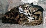 cat curled
up (28K jpg)