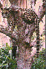 pict2
(38K gif)